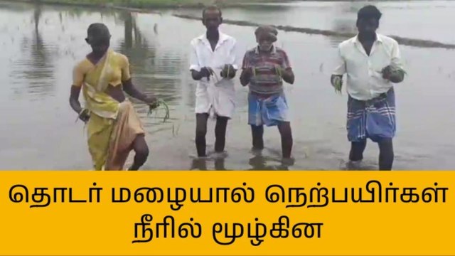 தஞ்சை: 500 ஏக்கர் நெற்பயிர்கள் நீரில் மூழ்கி நாசம்!