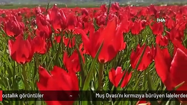 Muş Ovası'nı kırmızıya bürüyen lalelerden kartpostallık görüntüler