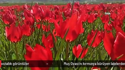 Muş Ovası'nı kırmızıya bürüyen lalelerden kartpostallık görüntüler