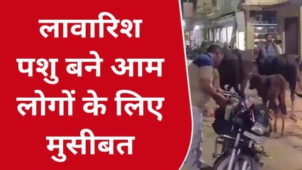 गाजीपुर: निराश्रित लावारिश पशुओं से कैसे मिले निजात,सुनिए किसानों की फरियाद