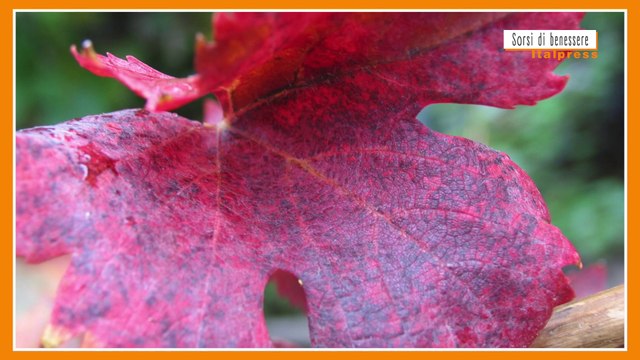 Sorsi di benessere - Una tisana fredda, alleata della circolazione