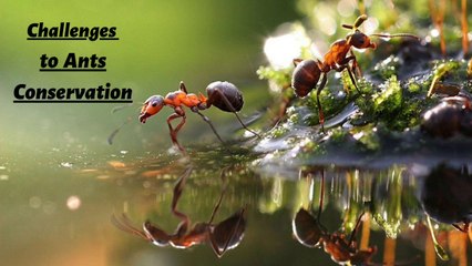 What challenges Face Ants For Conservation