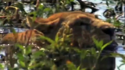 Animals movement sarived