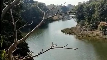 नौरादेही को मिलेगा सबसे बड़े टाइगर रिजर्व का तमगा, जाने कहां आ रही दिक्कत