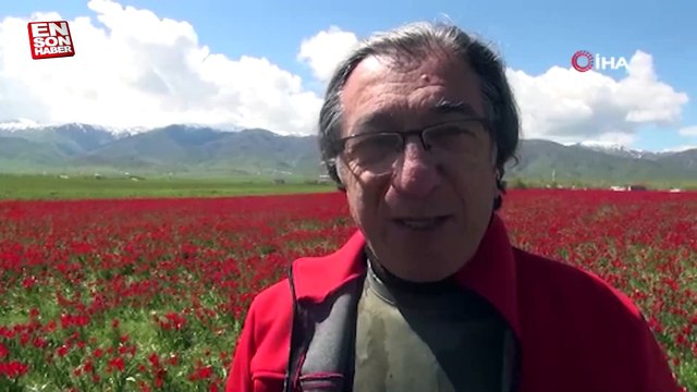 Muş Ovası’nı kırmızıya bürüyen lalelerden kartpostallık görüntüler