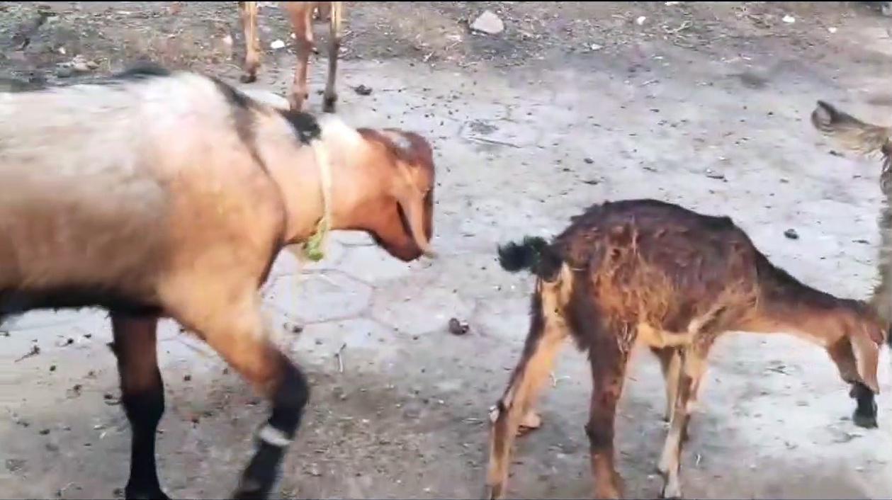 குடத்திற்குள் தலை மாட்டிக்கொண்ட ஆடு.. ஓடிவந்த ஆடுகள் செய்த காரியம் - வைரல் வீடியோ