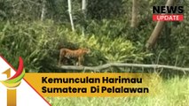 Kemunculan Harimau Sumatera Di Kabupaten Pelalawan