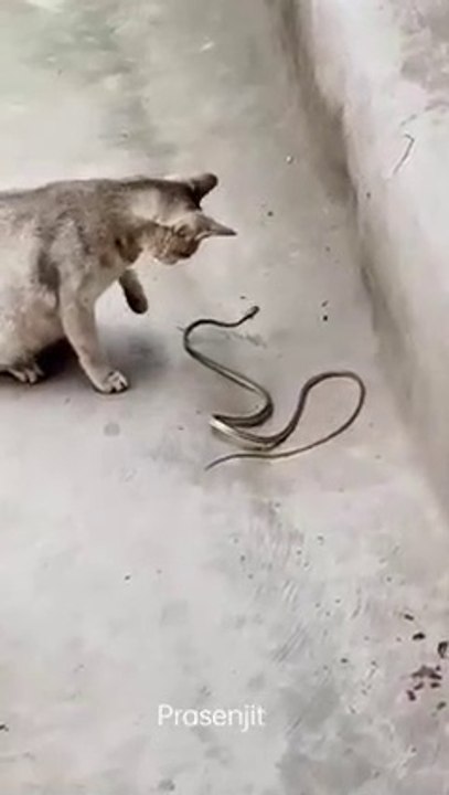 Fight Cat VS Snake Cobra 2023 !! Snake Vs Cat Fight 2023