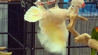 Funny video parrot dog cat video birds video