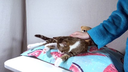 An Ambulance Scares the Little Cat