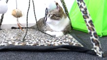 Cat Prefers Shoe Lace over Toys