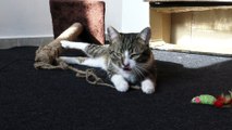 Cat Is Unforgiving with the Evil Scratching Post