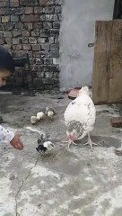 Aseel new baby subscribe my channel