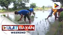 Libreng binhi, punla, ipamamahagi ng DA bilang bahagi ng selebrasyon ng Buwan ng Magsasaka at Mangingisda