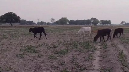 मैनपुरी: किसानों के लिए बड़ी मुसीबत बने आवारा पशु, फसलों को पहुंचा रहे नुकसान