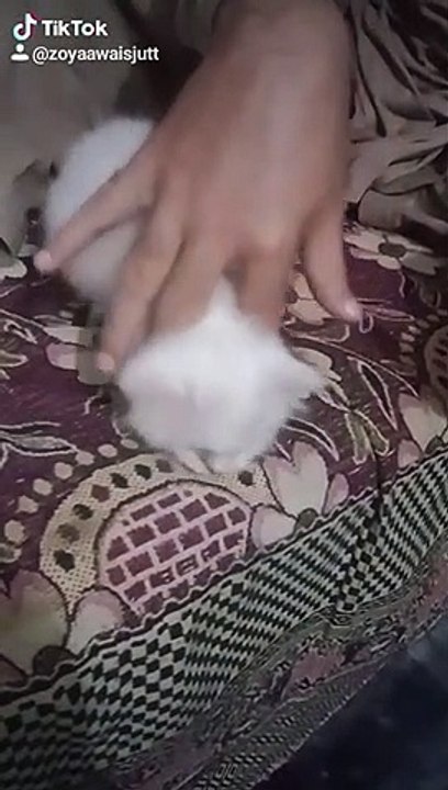 Cute cat voice