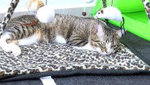 A Soft Place to Sleep for the Fluffy Cat