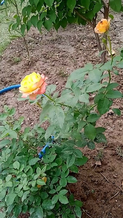 VID_20230501_153702