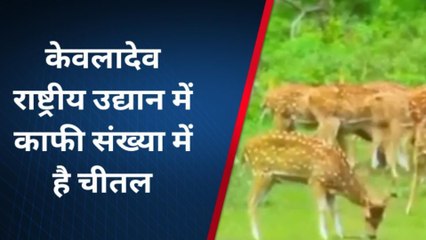 भरतपुर: केवलादेव उद्यान से मुकंदरा में चितलों की शिफ्टिंग हुई तेज, जानें मामला