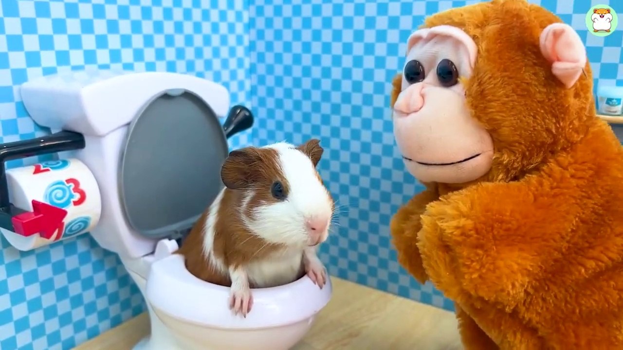 Hamster Min go to the toilet so funny