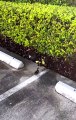 Office Men Save Ducklings From Storm Drain