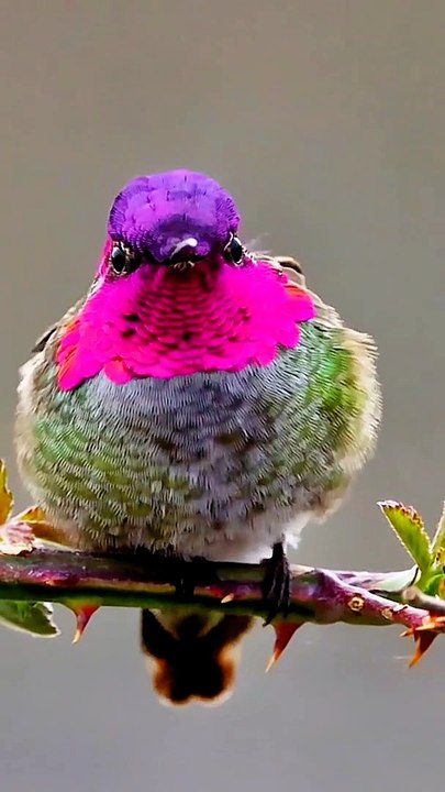 Birds video