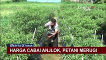Harga Cabai Anjlok di Sumatera Barat, Kerugian Petani Capai 50 Persen!