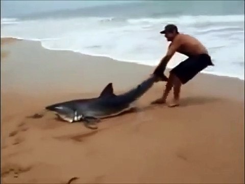 Ce touriste sauve un requin échoué sur la plage