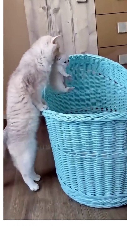 Cat and Cute Cat Baby #shotrs #2023video