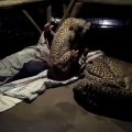 cheetahs sleep with a ranger who is kind to them... Animals can sense kindness