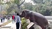 hippo  escaping into public area at zoo Security guard prevents hippo from escaping into public area at zoo