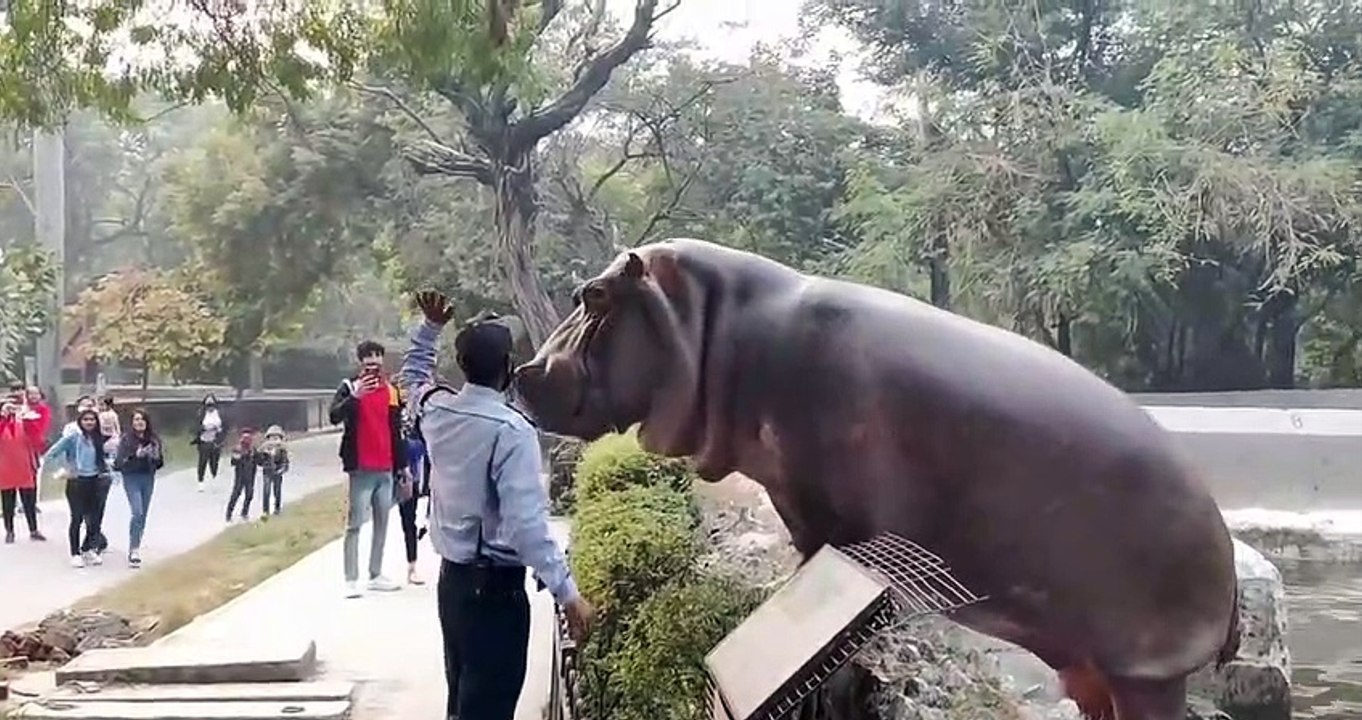 hippo  escaping into public area at zoo Security guard prevents hippo from escaping into public area at zoo