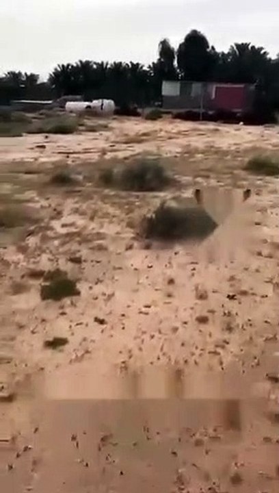 ذئاب تتجول بالبكيرية وسط حالة ذعر