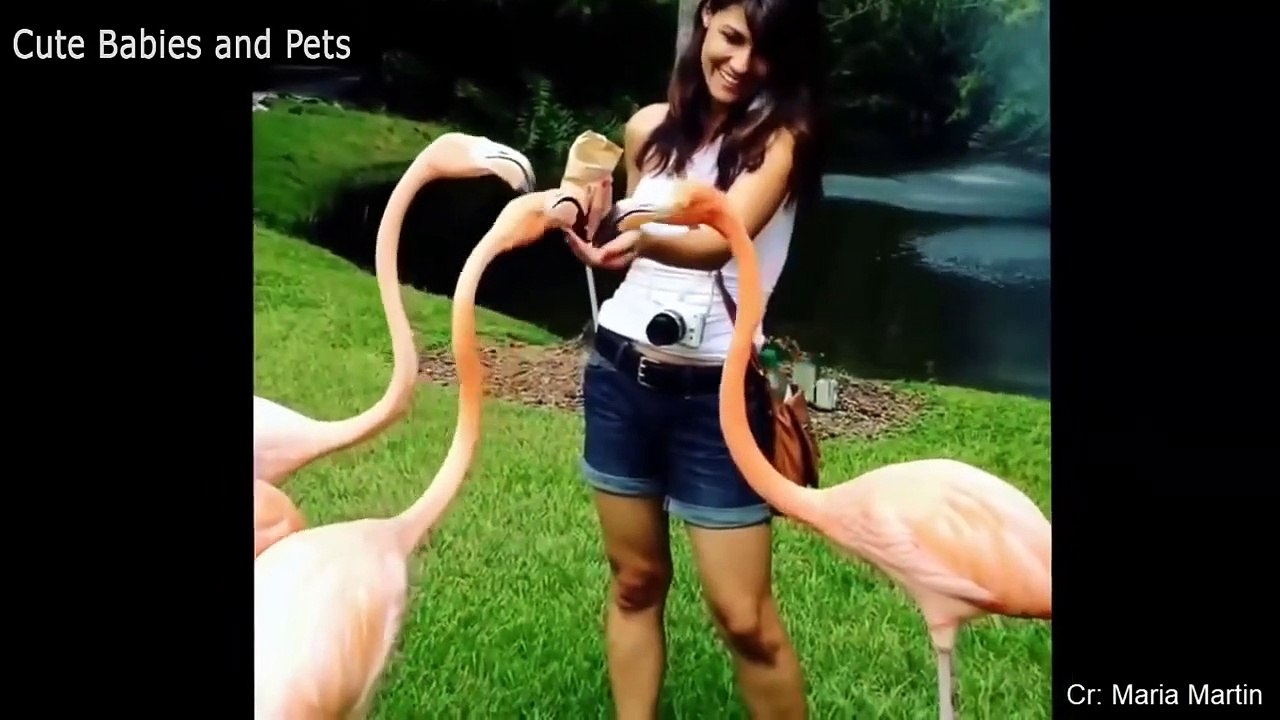 Compilation of Funny Animals Scaring and Chasing People in 2021