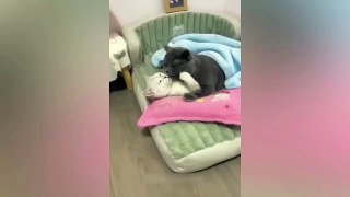 Funniest Animals Video - Best Cats  and Dogs Videos