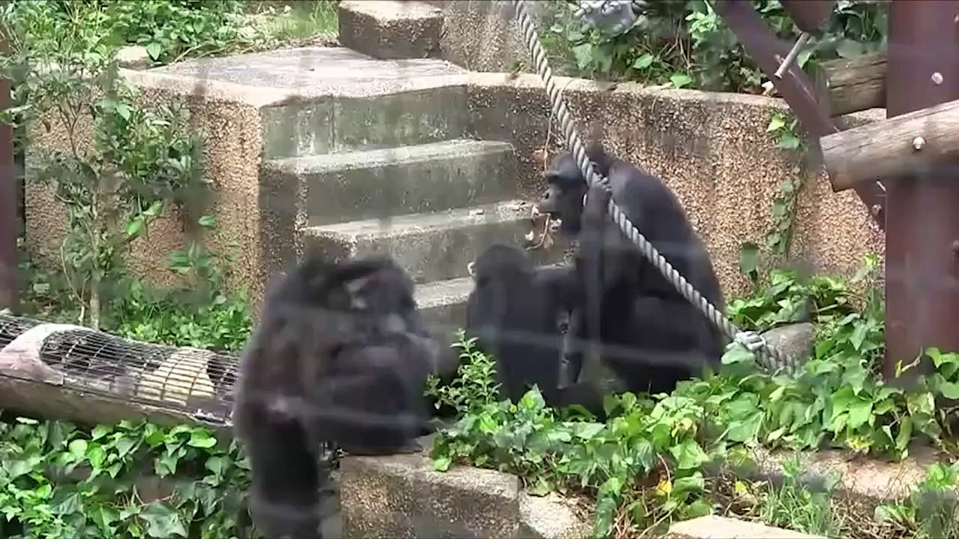 ⁣Monkeys Exhibit The Worst Animal Behavior