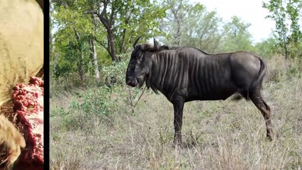 QUAND LE GNOU FÉROCE SE MET EN COLÈRE !! REGARDEZ CE QUI S'EST PASSÉ !!