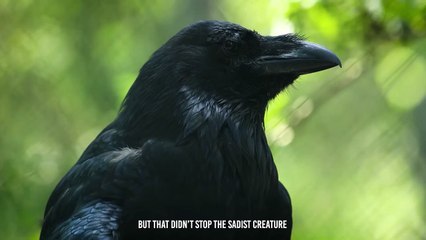 Ruthless Kill !! Hyena Eat Rival Clan Member