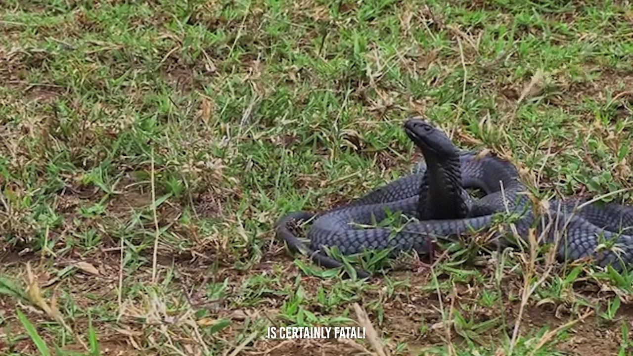 This Snake Killer Is So Terrifying , Even King Cobra is Afraid Of it