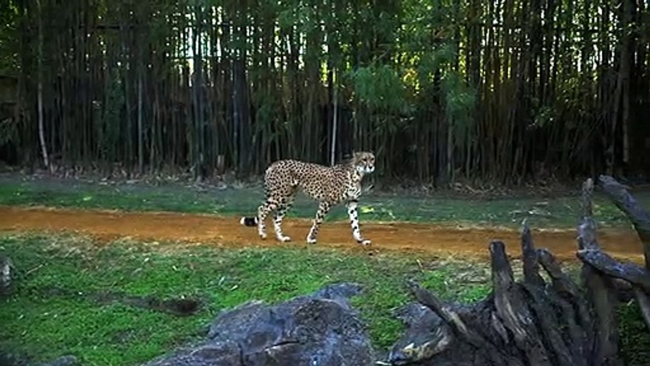 Trois Guépard vs Autruche, Combat à Mort !!