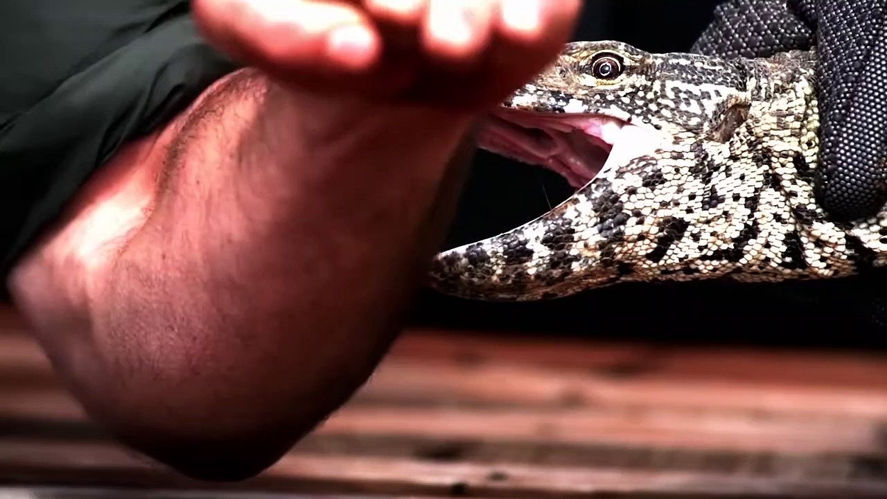 When Animals Revenge On Humans