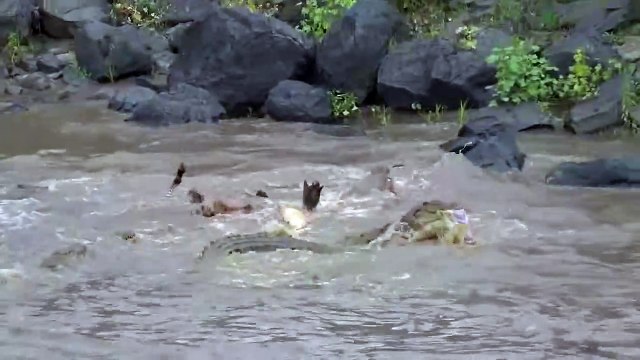 When CROCODILE Gets Punished For His Weakness !!