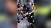Puglia: i Vigili del Fuoco rianimano un gatto dopo averlo liberato da una tubazione. E' accaduto in provincia di Lecce