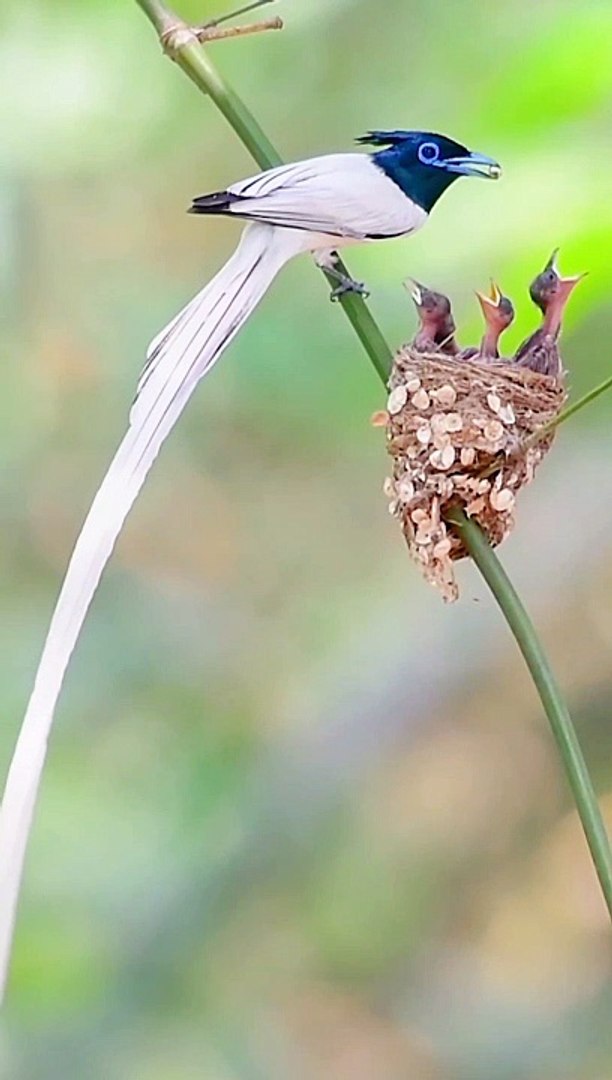 Birds video