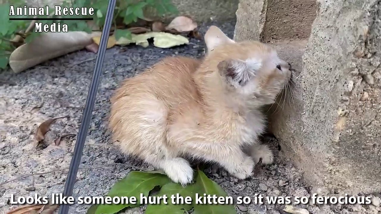 Heartless People Who Made the Kitten Aggressive _ Animals in Crisis
