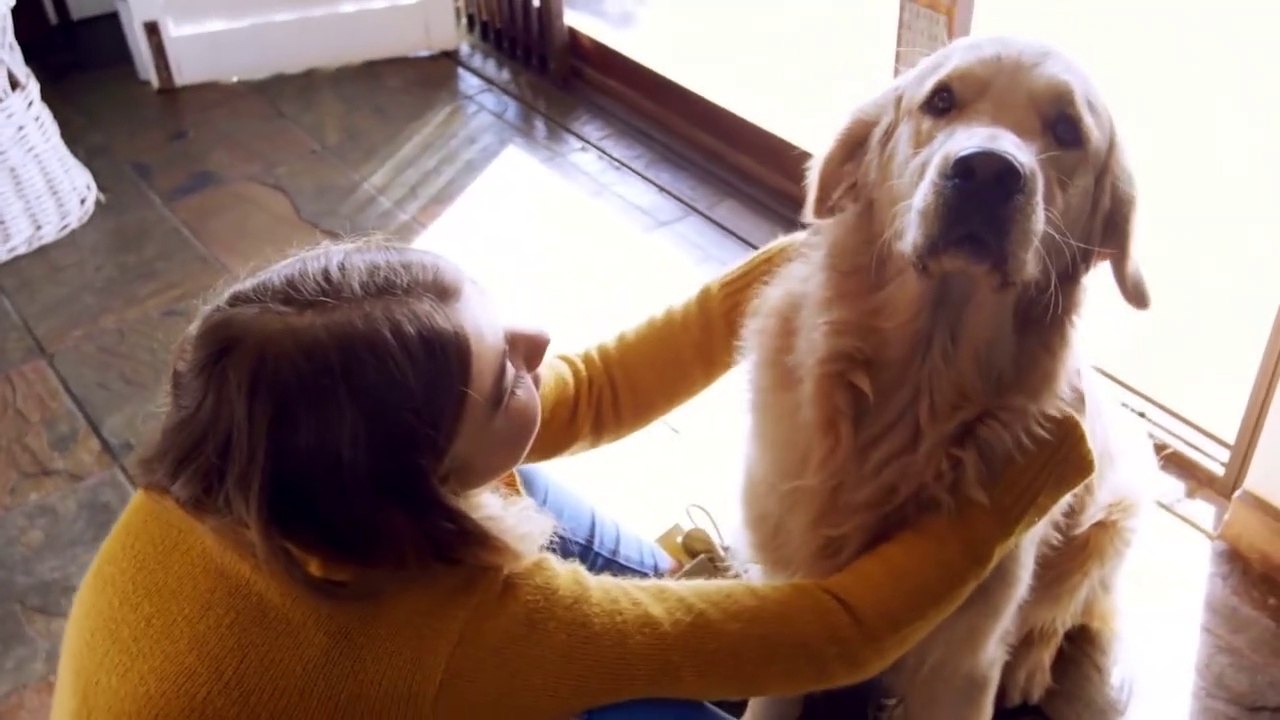 7 TIPS to CARE for Your DOG'S HEALTH