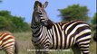 Zebra's Guts Ripped Apart By Hyenas