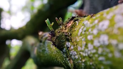 It Only Takes An Eagle 4 Seconds To Kill !!