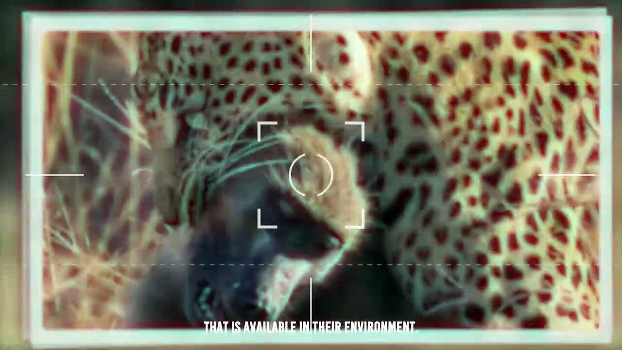 Impala's Guts Ripped Apart By Leopard