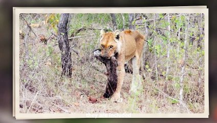 Lion Exhibit Brutal Force To Kill The Honey Badger